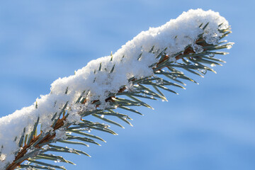 A close-up of a snow-covered Christmas tree branch