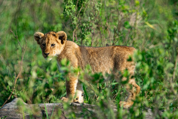 Fototapeta premium lion cub in the grass overlooking savannah
