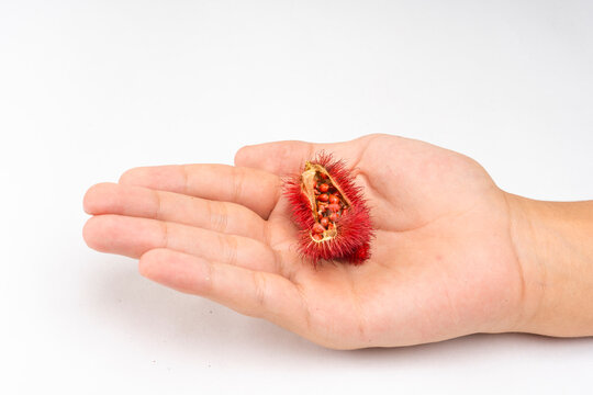 Red annatto seeds powder - Bixa orellana