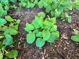 Close-up of Digitalis purpurea, known as common foxglove, showing rosette of green textured leaves growing naturally in soil, wild medicinal plant background in soft daylight.
