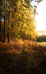Beautiful golden morning scene with a hiking trail, fence, and light shining through a Swedish forest