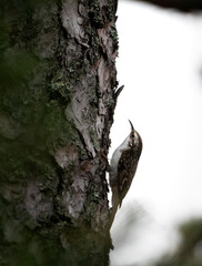 Eurasian Treecreeper (Certhia familiaris) Climbing Vertical Trunk Against White Background