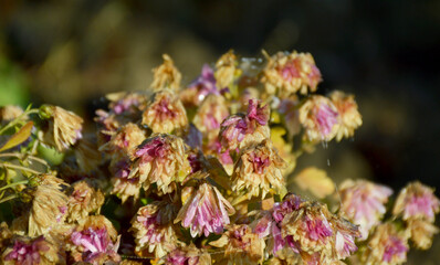 Autumn flowers wilt from the first frost. petals wilt from cold weather and rain. water drops drip off the petals