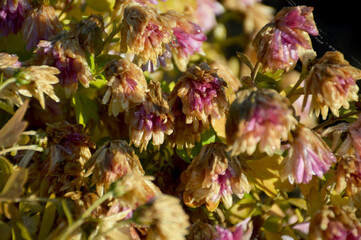Autumn flowers wilt from the first frost. petals wilt from cold weather and rain. water drops drip off the petals