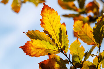 日差しで透ける葉と葉脈