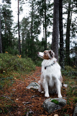 Miniature American Shepherd (red merl) sniffing the fresh air in a scandinavian forest, sitting on a trail