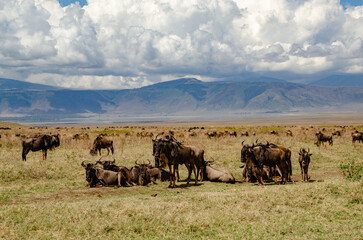 Herd of wildebeests resting in the savanna with mountains in background