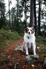 Mini red merl australian shepherd sitting patiently on a trail in a Swedish forest