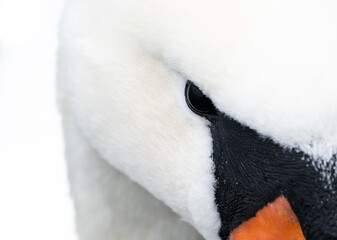 Detail photo of a mute swan (cygnus olor), zoomed in on the eye while still showing the white feathers and black and orange beak