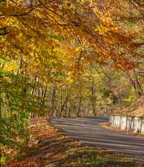 Road in the woods with autumn colors