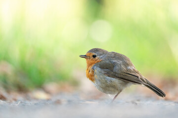Cute european robin (Erithacus rubecula), standing on the ground with a soft green background