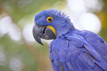 Portrait of a hyacinth macaw looking in profile from the right with ruffled blue feathers sharp head and soft depth of field on a pale green background with gentle white bokeh circles