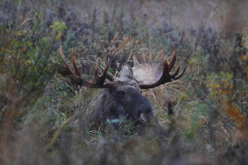 moose
