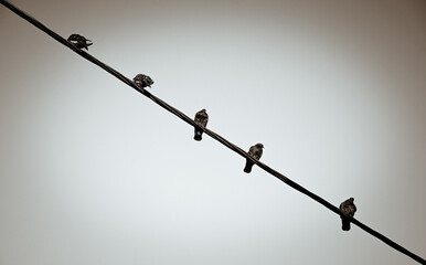 birds on wires