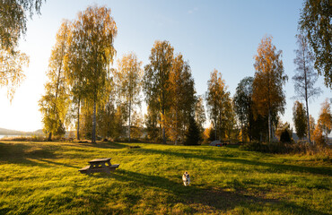 Autumn campsite in Sweden, with birch trees, a picnic table, a happy dog, and golden hour illuminating the scene