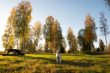 Red merle mini aussie standing in a grassy campsite in sweden, with a picnic table and tent in the background, surrounded by birch trees