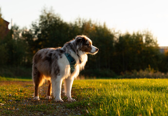 Red Merle miniature American shepherd standing in golden light with a forest background