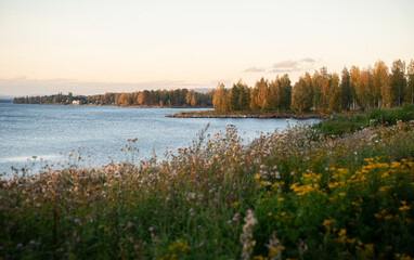 Wildflowers on the edge of the Angerman river in Sweden on a fall evening at sunset