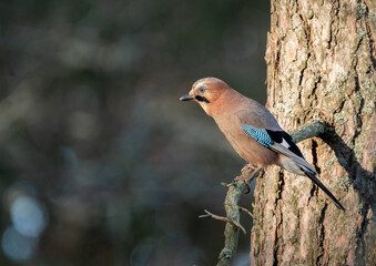 Eurasian Jay (Garrulus glandarius) Perched in Golden Sunlight after the Scandinavian Fall