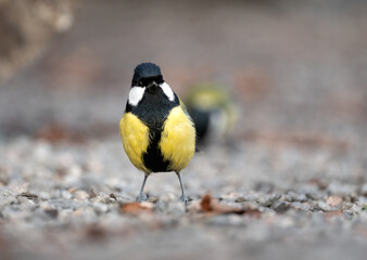Urban wildlife, a great tit (Parus major) standing on gravel in a city park in Stockholm