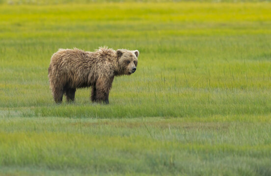 Alaskan Brown Bear standing in grassy area