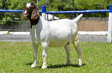 Beautiful female Boer goat on the farm. The Boer breed is a goat originating from South Africa,...