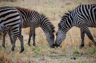 Obraz premium Close up of two zebras grazing together