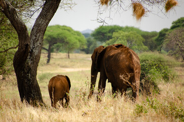 Fototapeta premium Mother and baby elephant walking through the bush