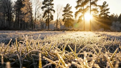 Frosty grass at sunrise in a winter landscape - Powered by Adobe