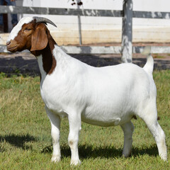 Obraz premium Beautiful female Boer goat on the farm. The Boer breed is a goat originating from South Africa, recognized for its high meat production, precocity, hardiness, and excellent muscle conformation.