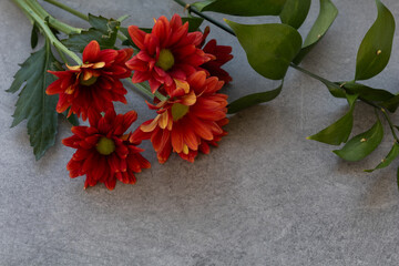A close-up of vibrant red-orange chrysanthemum flowers with green leaves arranged on a light textured surface. The image highlights the natural beauty, color, and detail of the petals, creating a fres