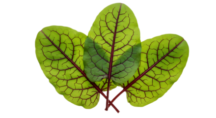 Three vibrant red veined sorrel leaves isolated against a transparent background close up view