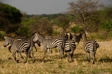 Obraz premium Herd of zebras grazing in the wild landscape