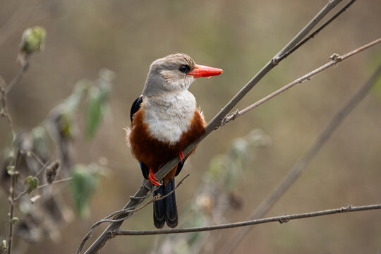 Brown-hooded kingfisher perched on a branch - Powered by Adobe