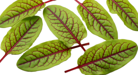 A close up view of several sorrel leaves with red veins on a transparent background in sharp focus