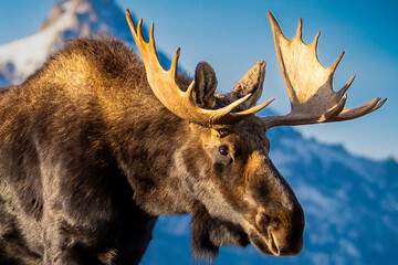 Close-up of Moose