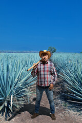 Landscape of agave plants to produce tequila