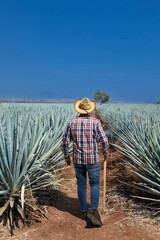 Landscape of agave plants to produce tequila