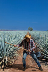Landscape of agave plants to produce tequila