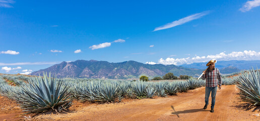 Landscape of agave plants to produce tequila