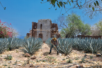 Landscape of agave plants to produce tequila