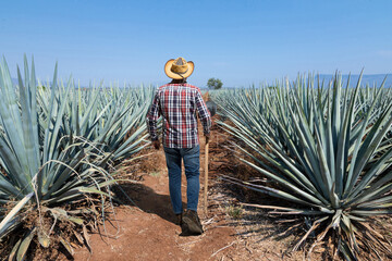 Landscape of agave plants to produce tequila