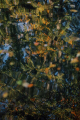 autumn leaves on the water