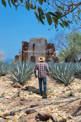 Landscape of agave plants to produce tequila