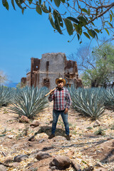 Landscape of agave plants to produce tequila