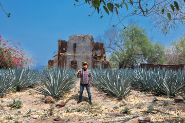 Landscape of agave plants to produce tequila