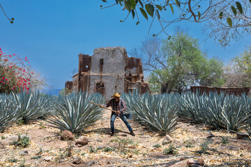Landscape of agave plants to produce tequila