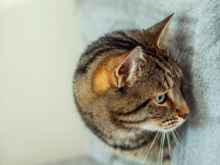 Brown tabby cat in a cat tree house looking at somethin on the right side. Selective focus. Copy space on the left. Pet activity and games.