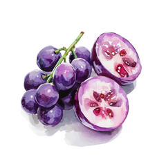 Beautiful sliced purple grape painting design set, Hand-painted style, vectorized, vector set available in EPS, Simple Hand-painted watercolor style