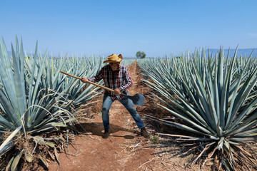 Landscape of agave plants to produce tequila